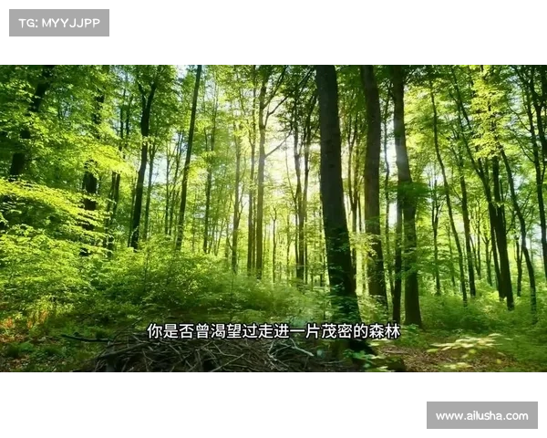 森林通关:探索林间秘密 森林通关:探索林间秘密